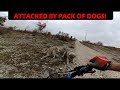 Angry dogs attacked two bikers