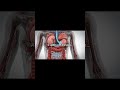 What Happens Inside Your Body When You Drink Water? 💧 Full Human Body Journey #DrShivangiWellness