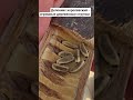Вот такие деревянные стручки на деревьях в Джидде (Саудовская Аравия). Это Делоникс королевский.