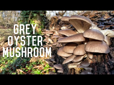 Grey oyster mushroom identification (Pleurotus ostreatus). Winter mushroom foraging