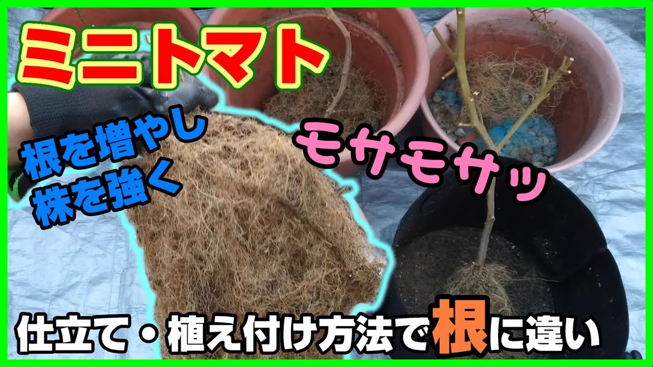 62 Differences in roots! How the root condition of cherry tomatoes
