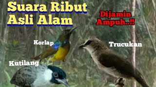 Suara Pikat Burung Ribut Asli Alam, Kutilang,Trucukan,korlap