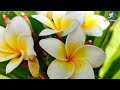 Gulachhi baha , dogor baha , Gulanch Baha , Plumeria rubra , Plumeria,Frangipani,Golenchi , Champa,