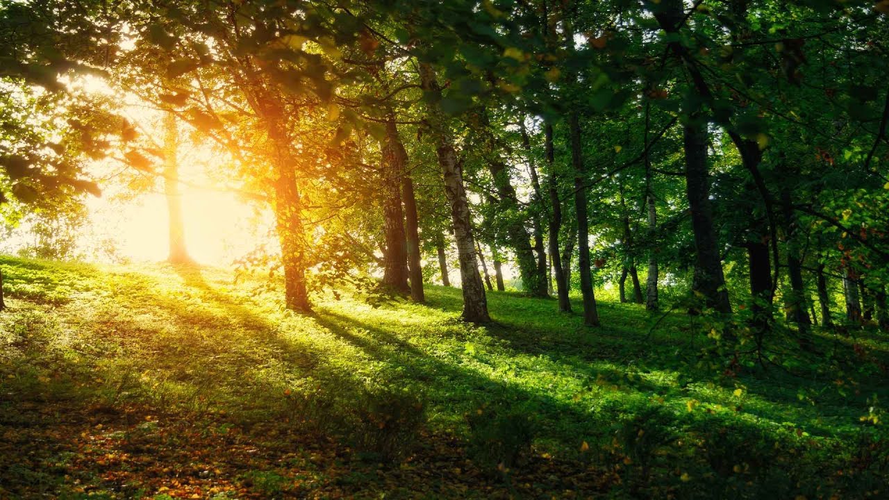Guld och Gröna Skogar (Gold and Green Forests) (SV / EN) Lyrics Guld och Gröna Skogar (Gold and Green Forests) (SV / EN) Lyrics