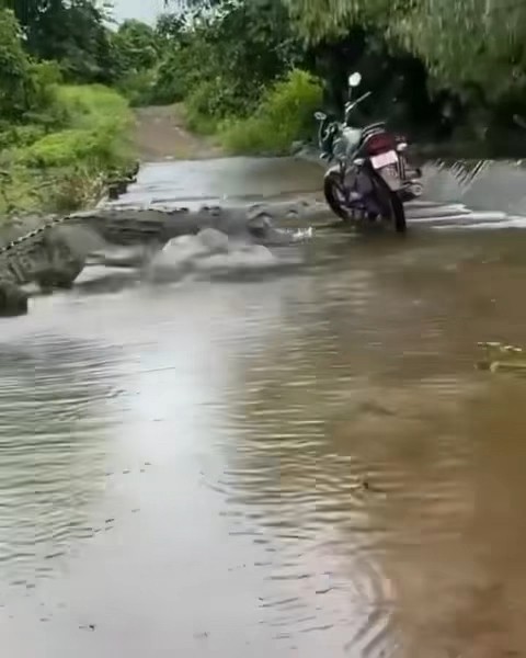 Croc making its way upstream #shorts #animals #nature - YouTube
