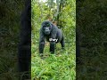 Incredible Facts About Gorillas