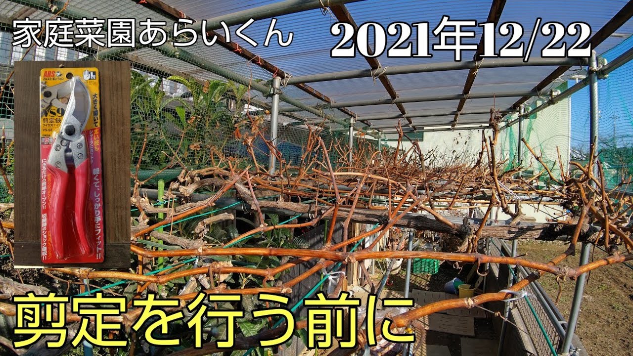 【シャインマスカット】第５３回、剪定前の準備【今年１年ありがとうございました】