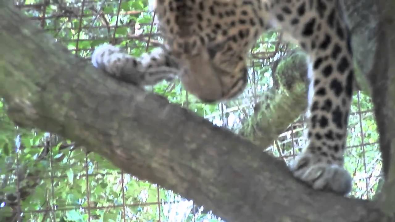 climbing colombia Reno the Leopard climbing!