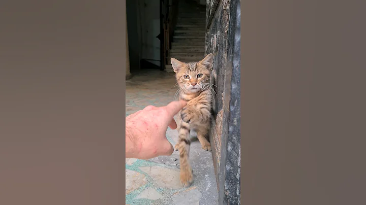 Watch the video about Cute tabby playful kitten.