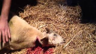 Halal Way To Kill A Lamb