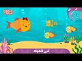 في المياه هابي كابي In The Water Loop HapeeCapee 