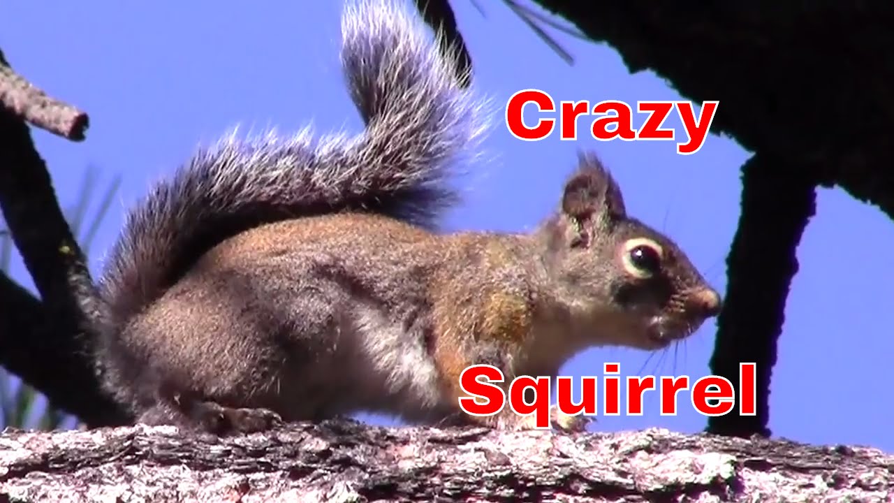 Crazy Squirrel will Drive Your Dogs and Cats Nuts YouTube