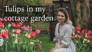 Tulips in my Cottage Garden & Spring Plants Tour