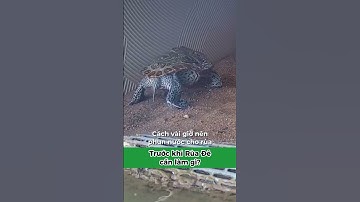 Trước khi rùa đẻ cần làm gì để trứng rùa khỏe? #xomrua #ruacanh #onhachoimotminh #nuoirua #trungrua