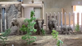 20240529:今日の円山動物園