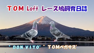 ＡＴ➖２０４ 鶏、鳩、鶴、白鳥、フクロウ 、全部まとめて 激安の投げ売りです 23 January 23 (Mon) Scenes from the pigeon auction in the west