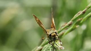 Butterfly   -   Large Skipper   -  Ochlodes sylvanus