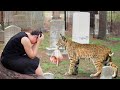 The Lynx Brought A Baby To This Lonely Woman From The Forest,What Happened Next is Unexpected...