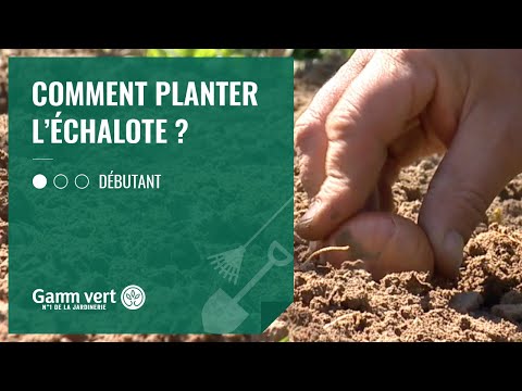 Video: Hvordan planter du periwinkle bunndekke?