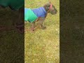Dog uses his leash as a stylish headband so he won't trip on it!