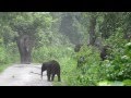 Big Tusker Boss Clearing Road For His Family.