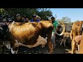 Vacas Paridas en El Transito San Miguel El Salvador On 2020