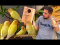 Birds Ma Zyada Paisa Kis Tra Kamaye, How Too Start Parrot Farming in Pakistan