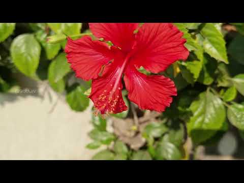 Love is like a flower – you’ve got to let it grow.John Lennon