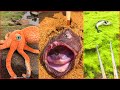 Catching Seafood 🦐🦀 Deep Sea Octopus (Catch Crab, Catch Fish) - Tik Tok #41