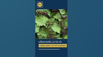 Uống nước lá tía tô hàng ngày có tốt không?  #sứckhỏe #food #yte  #tintuc