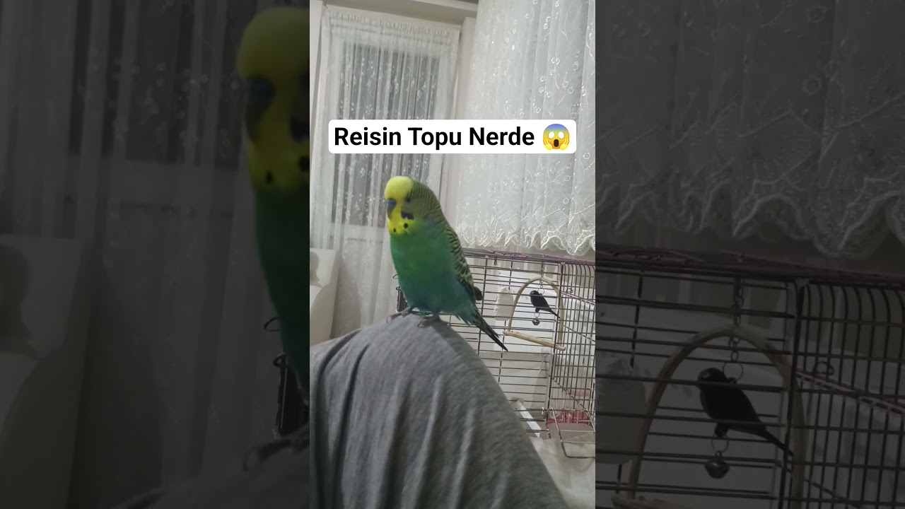 Top Sevgimiz #birds #talkingparot #budgies #blackfacebudgie #birdsong