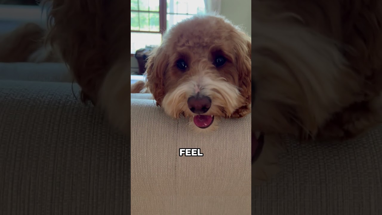 Why does your Dog paw at you? Secret behind Your Dog’s Pawing Behavior 🐾 #dogpaw #dogbehavior