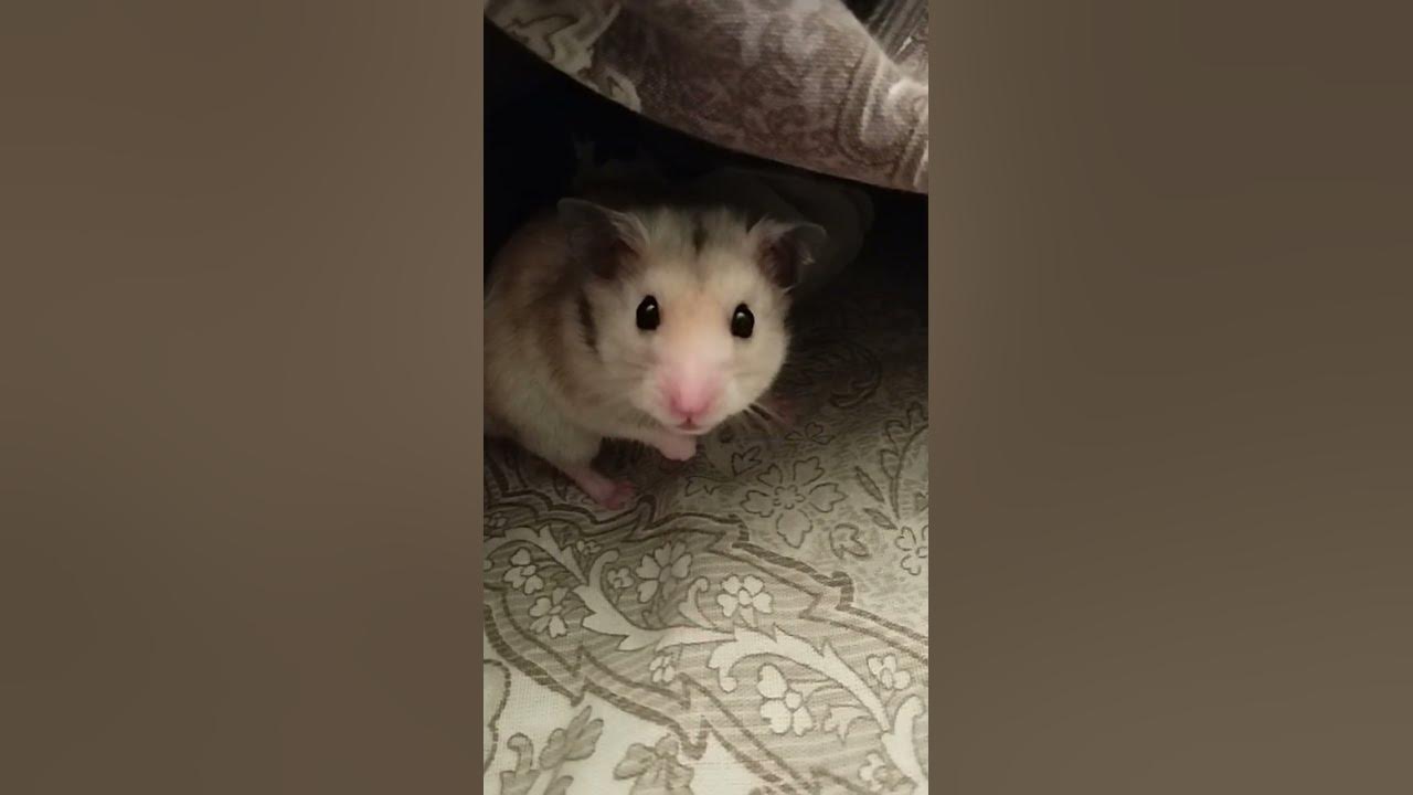 Синий Джин - YouTube
