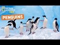 Penguin Facts and Misconceptions