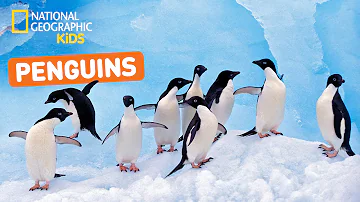 All About Penguins 🐧 | Nat Geo Kids Penguins Playlist