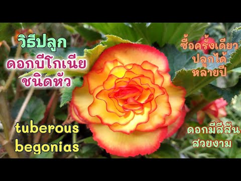 วีดีโอ: บีโกเนียหัวใต้ดินปลูกในสวนดอกไม้และดูแล And