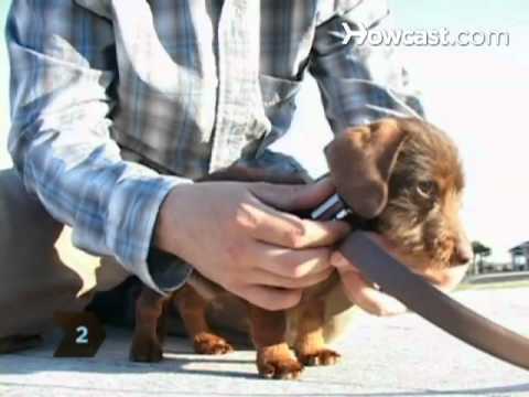 belt for puppy