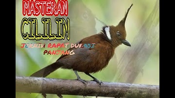 MASTERAN BURUNG CILILIN
