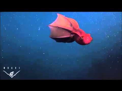 コウモリダコ Vampire Squid Youtube