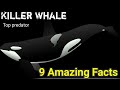 9 amazing facts about the Orca ( killer whale ) #orca