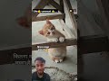 itna cute Billi hai #cute #baby #cat #puppy #shorts #catvideos #catlife 😊😊😊 #catshorts #catvideo