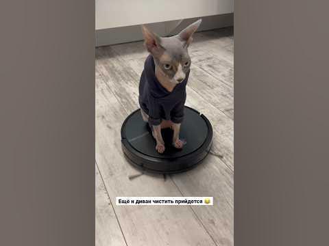 Кот убирается в квартире🧹🙈 - YouTube