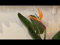 極楽鳥花 開花の瞬間