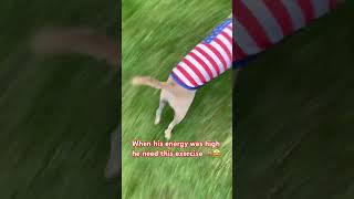 HE SOUNDS ASLEEP EARLY,LET YOUR PET PLAY”#puppy #fun#funny #shorts#shortsfeed#mom#love#cute#follow