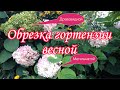 Обрезка гортензии Весной.Обрезка Метельчатой и Древовидной Гортензии.Подкормка После Обрезки.САД.