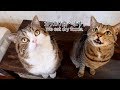 【ASMR】カリカリを食べるねこ。-Maru&Hana eat dry foods.-