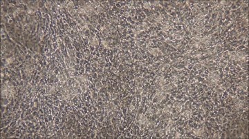 A promoter interaction map for cardiovascular disease genetics