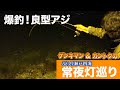 【アジング!入れ食い!】何の情報も無く漁港巡りを楽しんでいたらまさかの群れを発見!終始入れ食い! 地球遊び#86