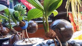 Koleksi BONSAI KELAPA umur 1 sampai 2 tahun