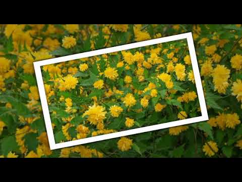 Video: Japanese Kerria Care - Kako gojiti rastlino japonske vrtnice Kerria